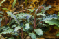 Preview: Bucephalandra 'Kedagang' 1-2-Grow!